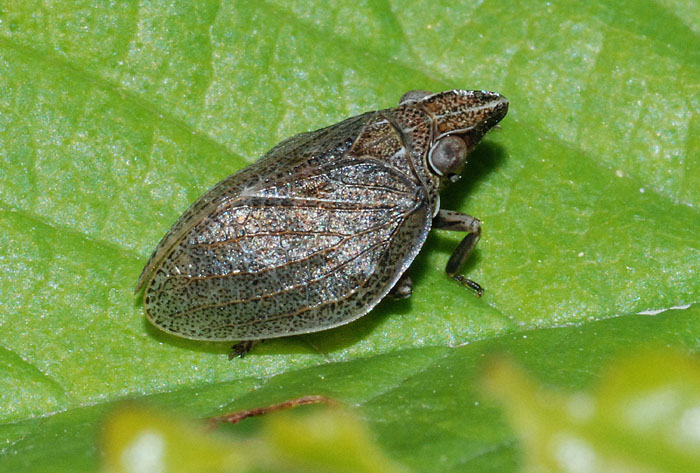 Aphrophoridae? No... Issidae - Mycterodus sp.(forse cuniceps